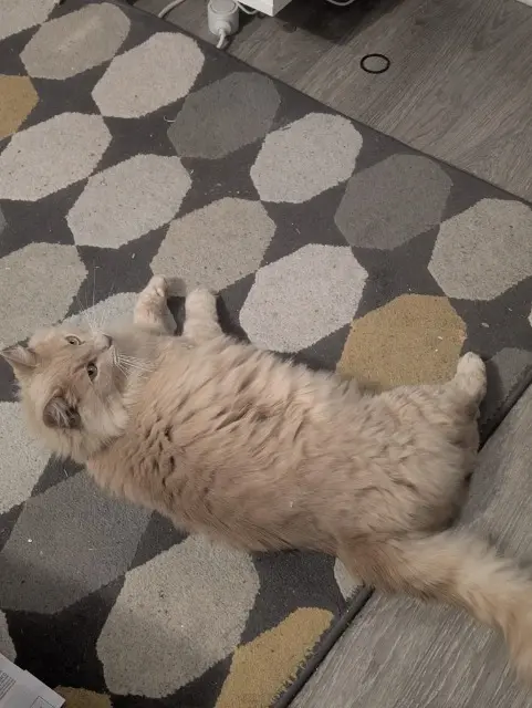 chat lost   91210 Draveil Payet