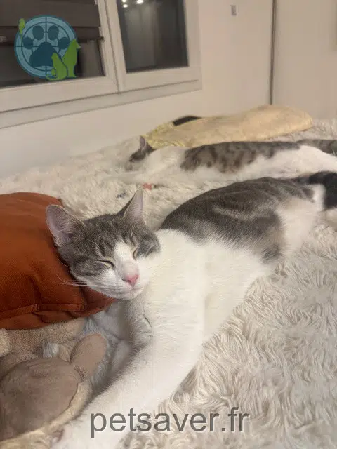 chat lost   91100 Corbeil-Essonnes Peaky