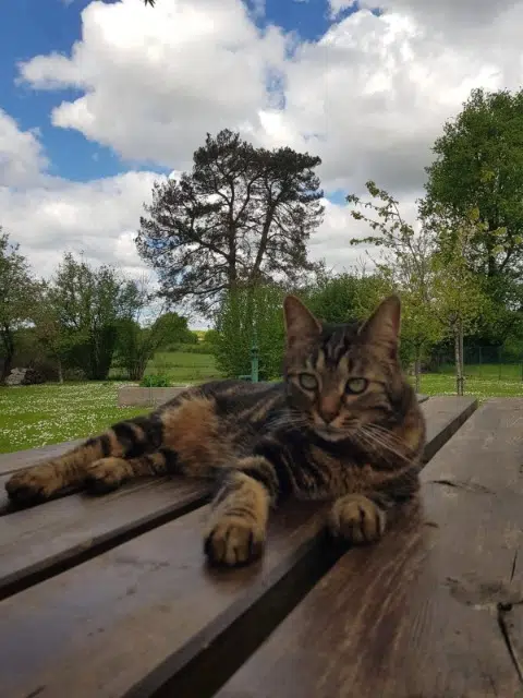 chat lost   91670 Angerville Pepito