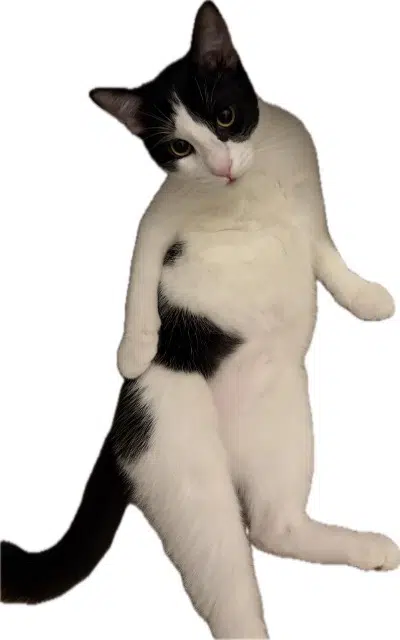 chat lost   91830 Le Coudray-Montceaux Pippin