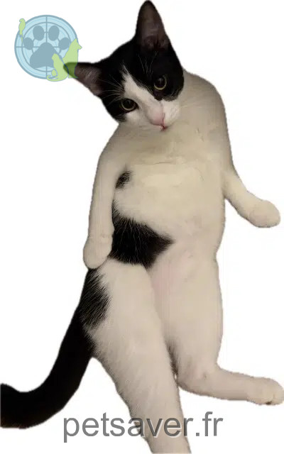 gatto perso 91830 Le Coudray-Montceaux Pippin gatto lost 91830 Le Coudray-Montceaux Pippin