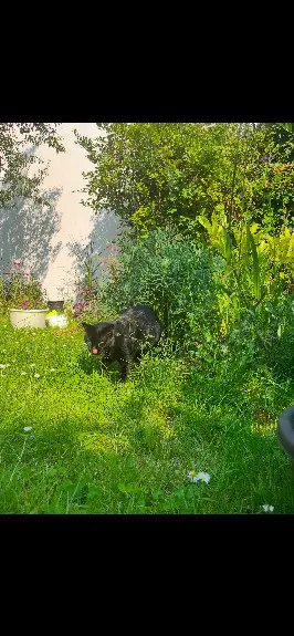 Chat Perdu 91 Essonne - Pistach Chat Perdu 91 Essonne - Pistach