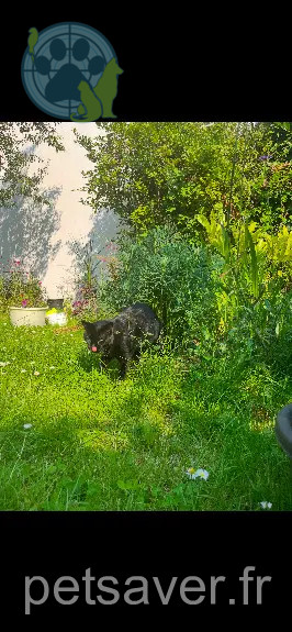 Chat Perdu 91 Essonne - Pistach Chat Perdu 91 Essonne - Pistach