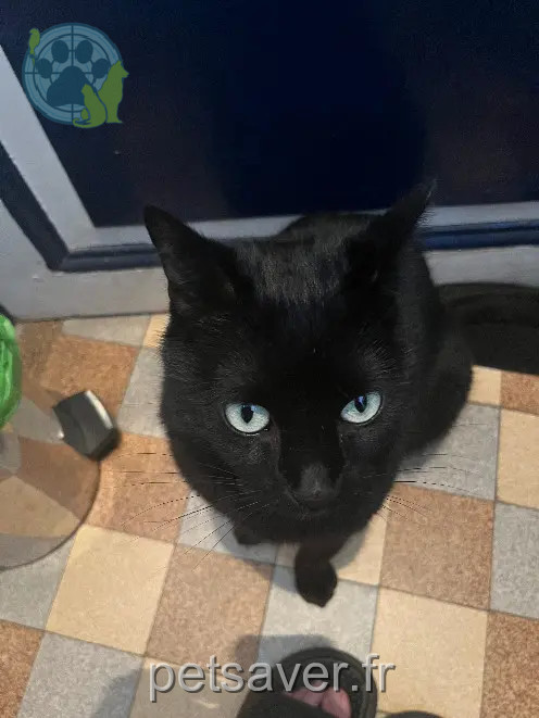 Chat Perdu 91 Essonne - Pistache Chat Perdu 91 Essonne - Pistache