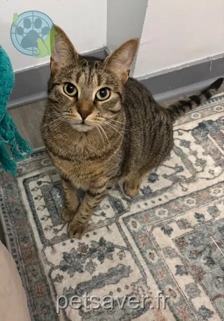 chat lost 91390 Morsang-sur-Orge Pistoo