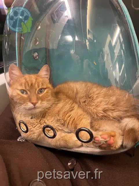 gato perdido 91580 Étréchy Piwi gato lost 91580 Étréchy Piwi