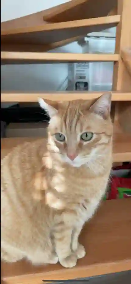 Chat Perdu 91 Essonne - Plume Chat Perdu 91 Essonne - Plume