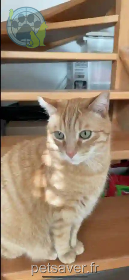 Chat Perdu 91 Essonne - Plume Chat Perdu 91 Essonne - Plume