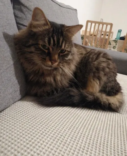 chat lost   91300 Massy Plumo