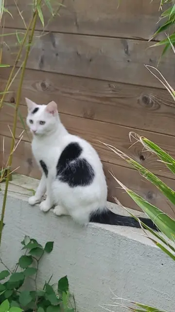 chat lost   91120 Palaiseau Pomme