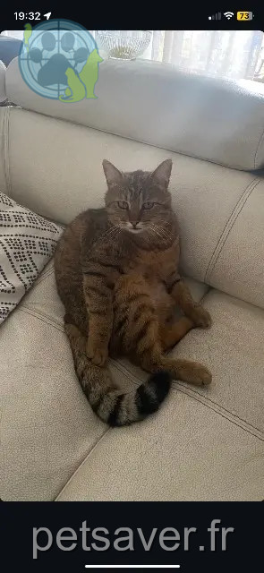 chat perdu 91600 Savigny-sur-Orge Pookie chat lost 91600 Savigny-sur-Orge Pookie