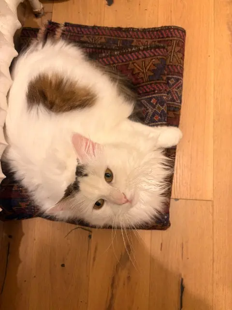 chat lost   91120 Palaiseau Popcorn