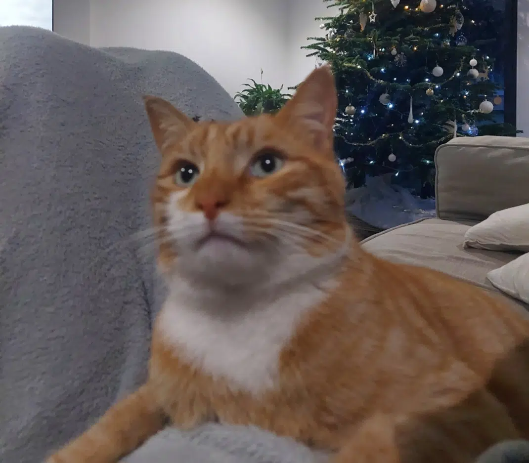 chat lost   91310 Longpont-sur-Orge Rajah