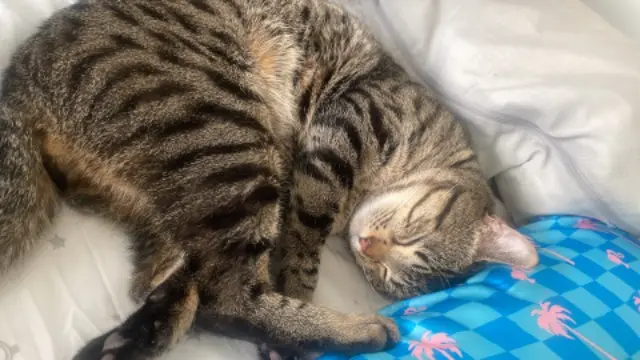 chat lost   91200 Athis-Mons Rajah