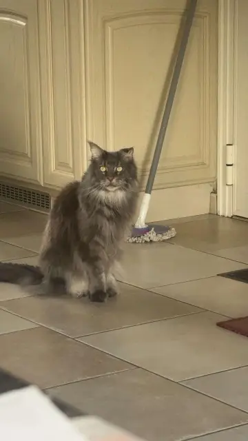 chat lost   91560 Crosne RAMSES