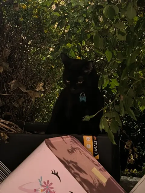 chat lost   91230 Montgeron Raïki
