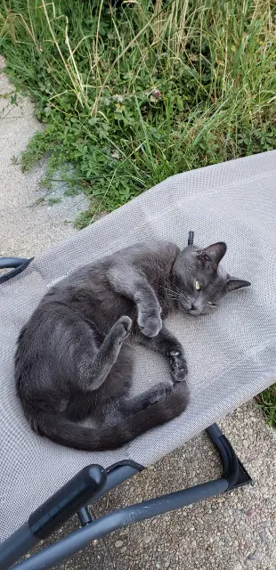 chat lost   91200 Athis-Mons Remus