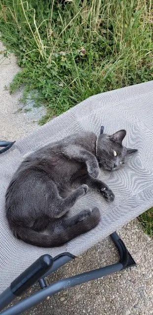 chat lost   91200 Athis-Mons Remus