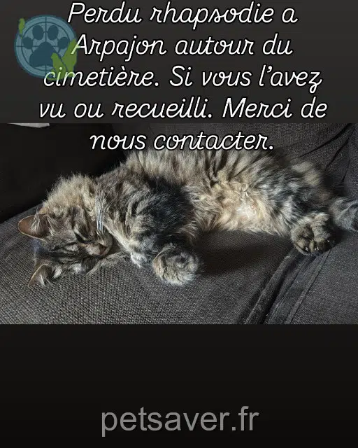 cat lost   91290 Arpajon Rhapsodie