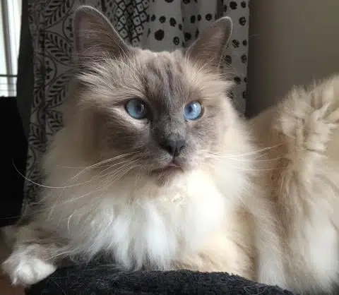 chat lost   91310 Linas Rio