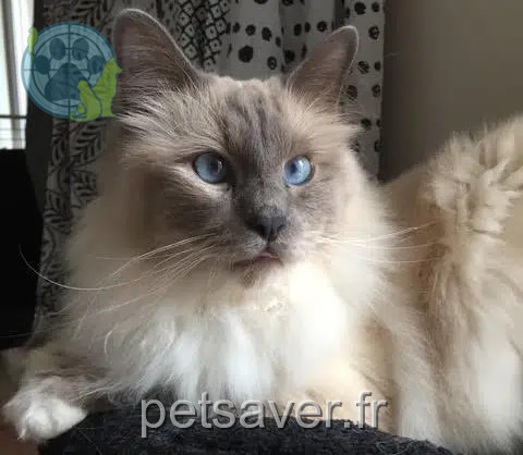 chat perdu 91310 Linas Rio chat lost 91310 Linas Rio