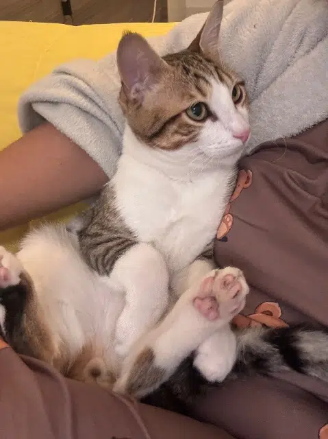 chat lost   91150 Étampes Risou