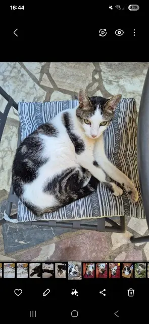 chat lost   91210 Draveil Rocky