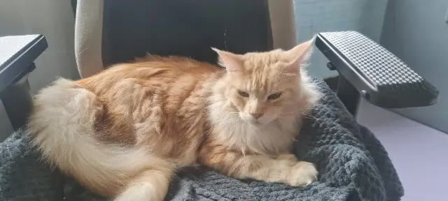 chat lost   91140 Villebon-sur-Yvette Rodin