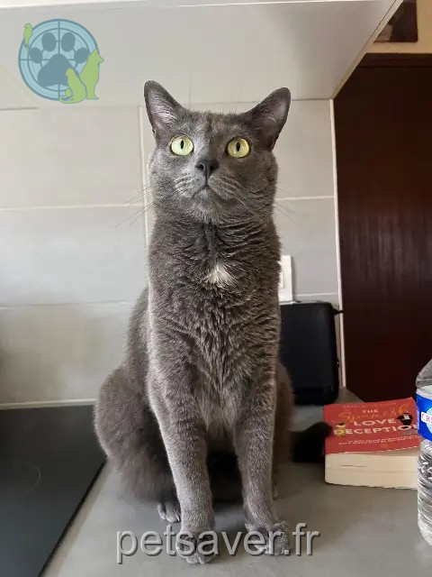 gato perdido 91310 Montlhéry Romeo gato lost 91310 Montlhéry Romeo