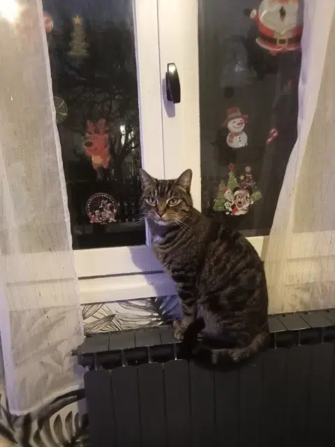 chat lost   91420 Morangis Rox