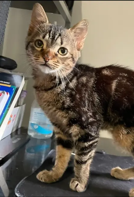 chat lost   91940 Les Ulis Sacha