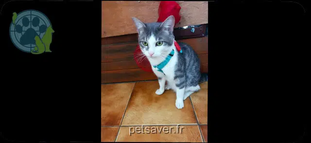 chat lost   91390 Morsang-sur-Orge Sacha