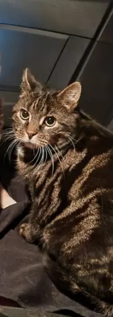 chat lost   91180 Saint-Germain-lès-Arpajon Sangha