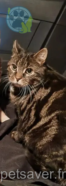 Kater vermisst 91180 Saint-Germain-lès-Arpajon Sangha Kater lost 91180 Saint-Germain-lès-Arpajon Sangha