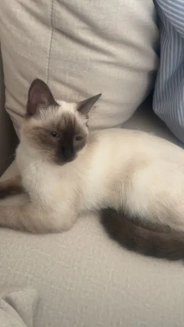 chat lost   91540 Mennecy Saphir