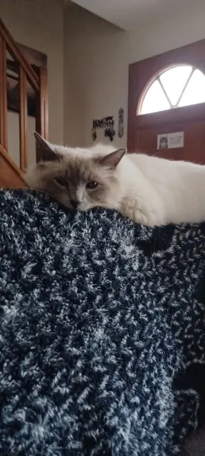 chat lost   91210 Draveil Sethi