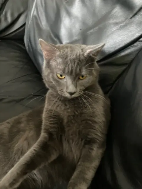 chat lost   91160 Champlan Shadow