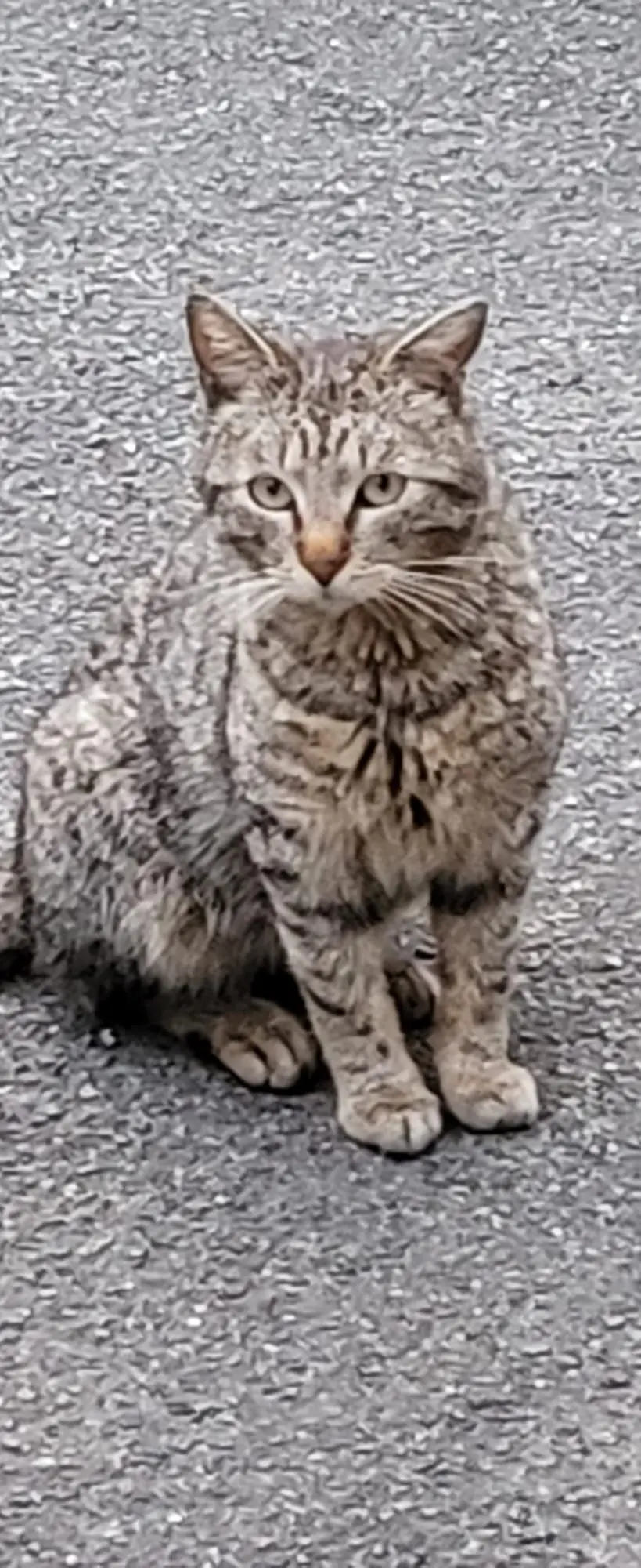 Chat Perdu 91 Essonne - Sid Chat Perdu 91 Essonne - Sid