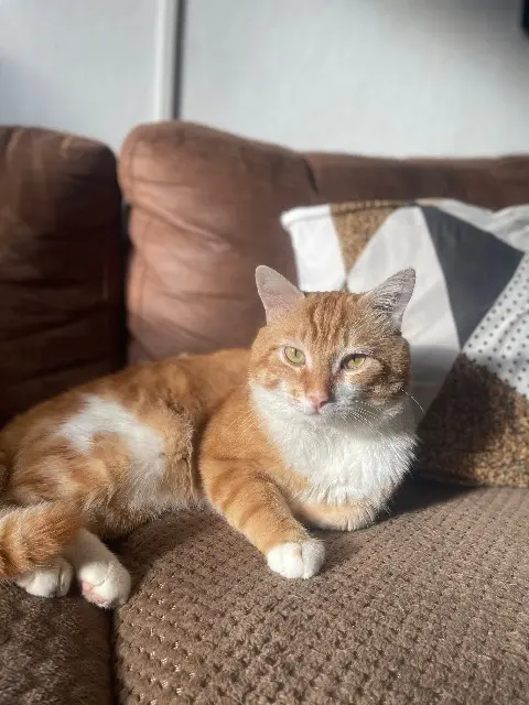 chat lost   91270 Vigneux-sur-Seine Simba