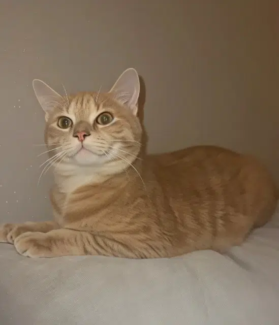 chat lost   91210 Draveil Simba