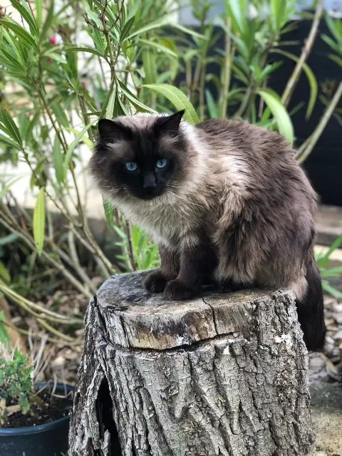 cat lost 91480 Quincy-sous-Sénart Simba cat lost 91480 Quincy-sous-Sénart Simba