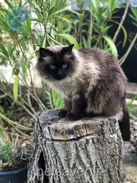 chat perdu 91480 Quincy-sous-Sénart Simba chat lost 91480 Quincy-sous-Sénart Simba