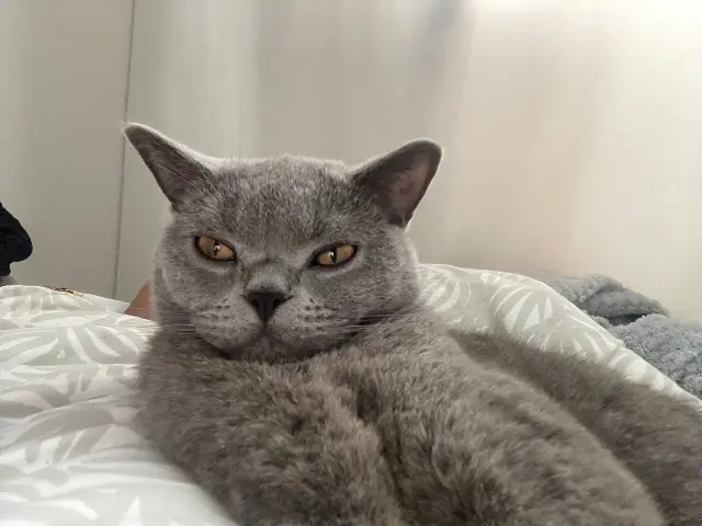 chat lost   91240 Saint-Michel-sur-Orge Simba