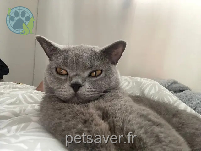 Kater vermisst 91240 Saint-Michel-sur-Orge Simba Kater lost 91240 Saint-Michel-sur-Orge Simba