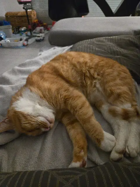 chat lost   91700 Sainte-Geneviève-des-Bois Simba