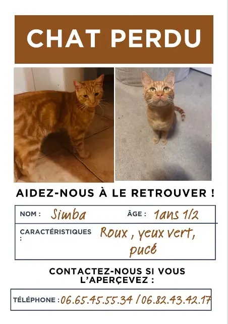 chat lost   91420 Morangis Simba