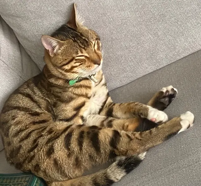 chat lost   91600 Savigny-sur-Orge Simba