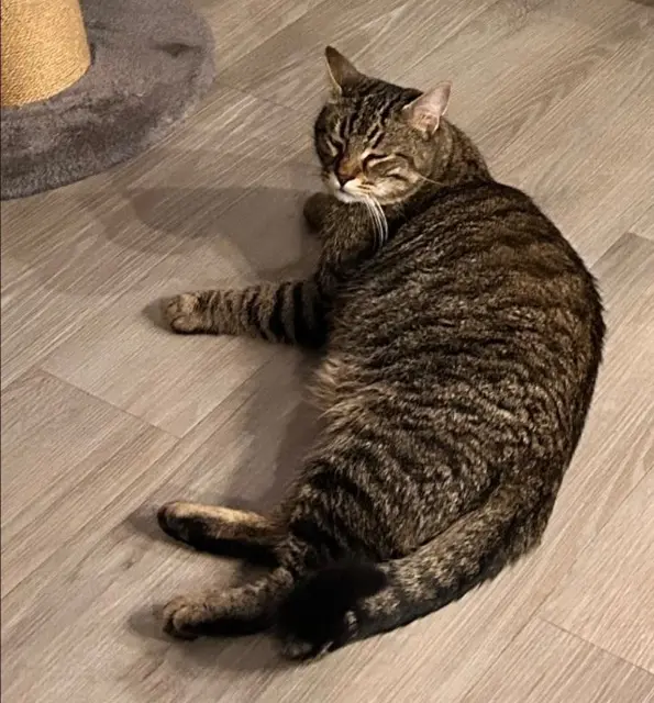 chat lost   91150 Étampes Simon