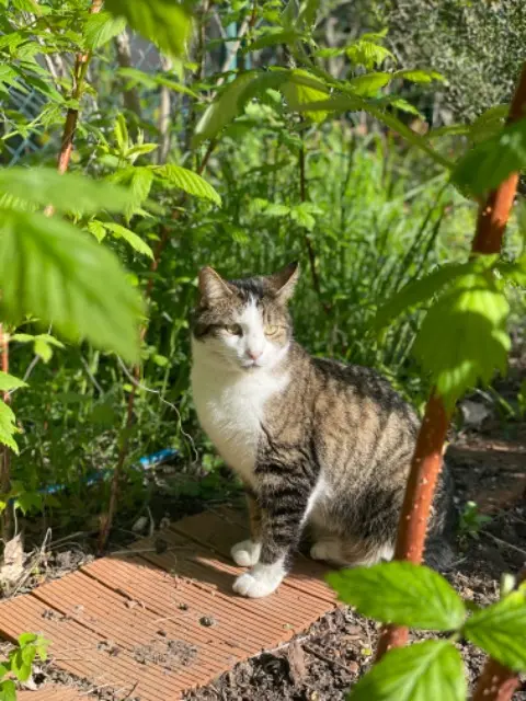 chat lost   91190 Gif-sur-Yvette Sinja