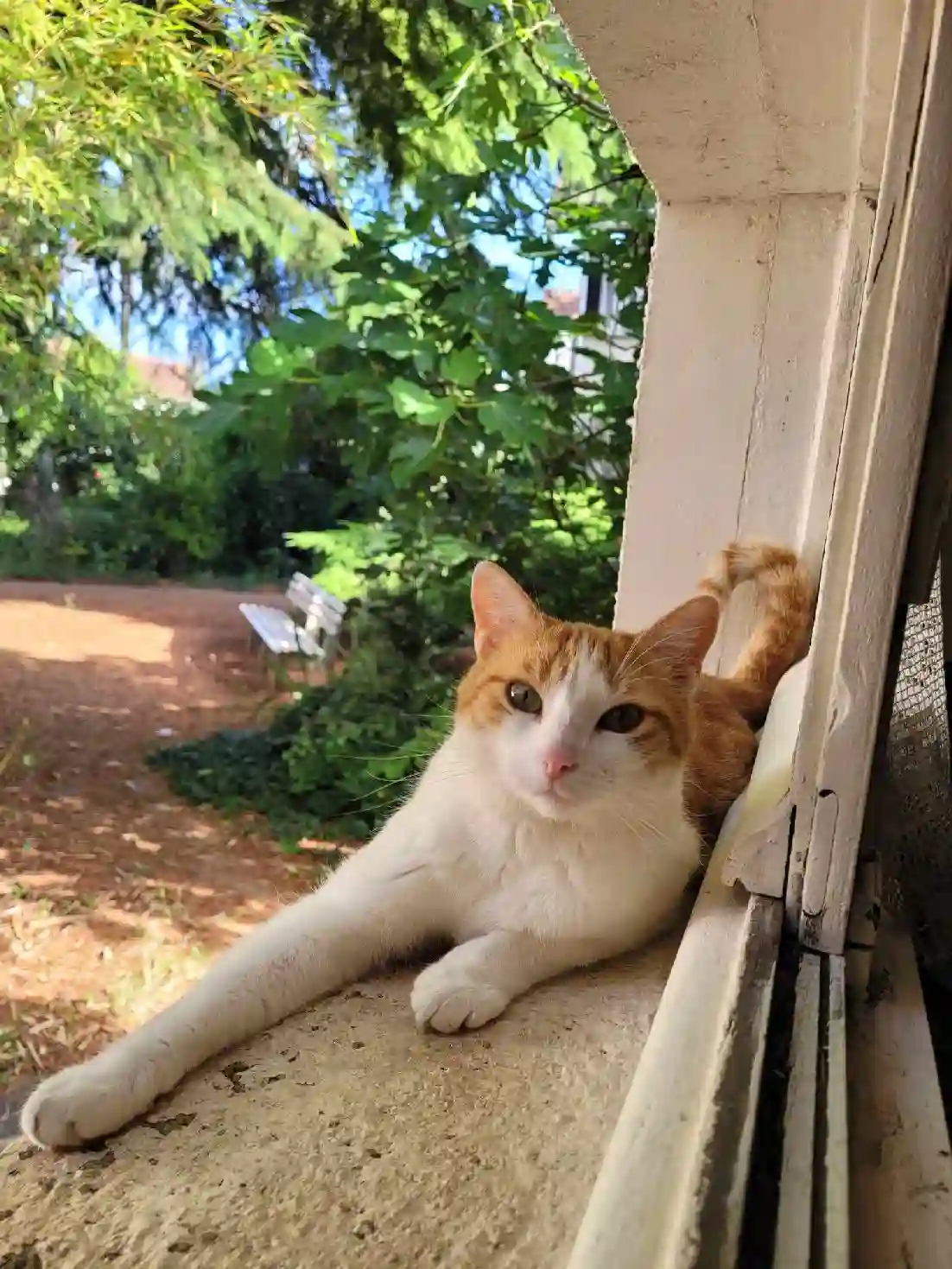 Chat Perdu 91 Essonne - Skippy Chat Perdu 91 Essonne - Skippy